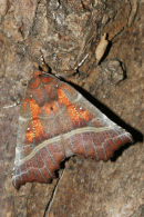 06-9284 The Herald Moth (scoliopteryx libatrix) on Tree Bark.